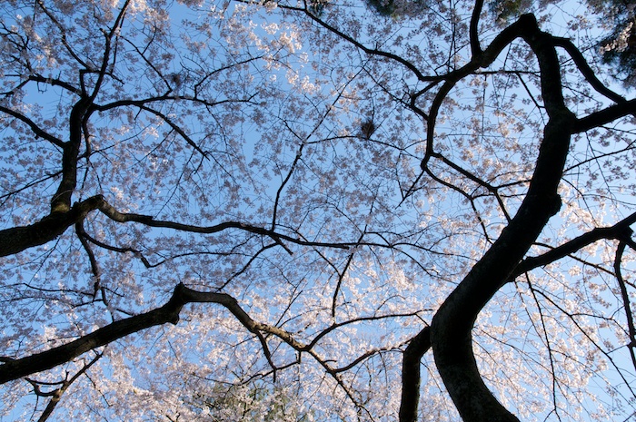 御所の桜