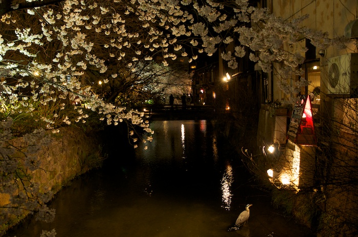 祇園 白川の夜桜