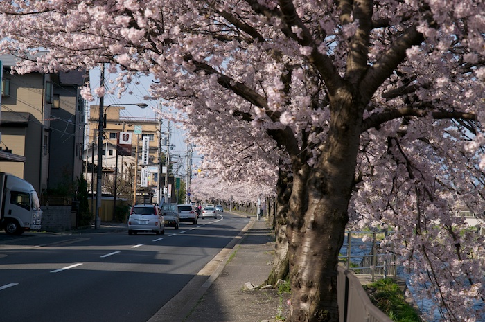 高野川 満開の桜