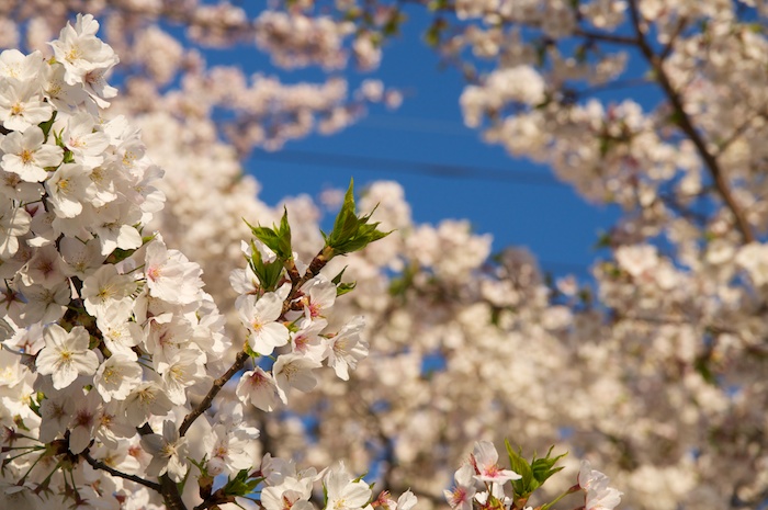 桜の新芽