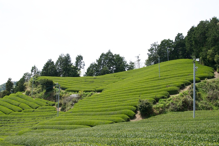 和束の茶畑